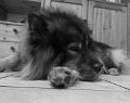 filou (26)